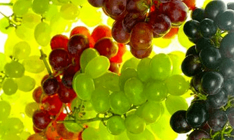 correzione nutrizionale per le vene varicose